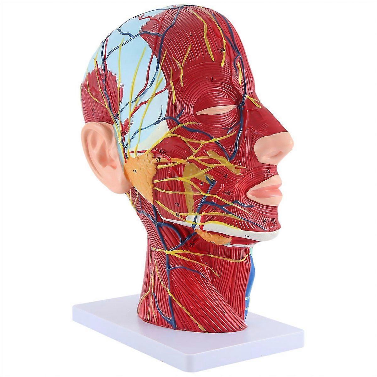 Head Midsagittal Plane Teaching Model