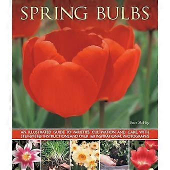 Spring Bulbs