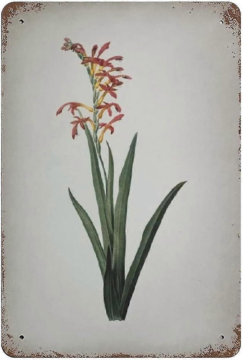 Placa de Metal Allium Scorzonera Folium Decoração 8x12 Polegadas OU 12x16 Polegadas Modo 1947