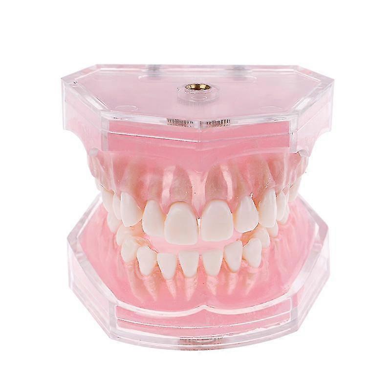 Dental Orthodontic Typodont Plastic Standard Model 4004 With 28 Removeable Teeth