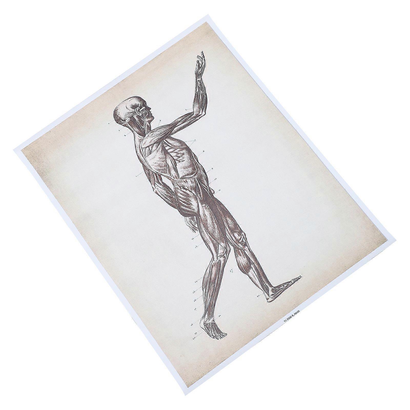 Human Body Poster Skeletal System Anatomy Chart 50x40cm Ideal For School Laboratory Use 1Pcs
