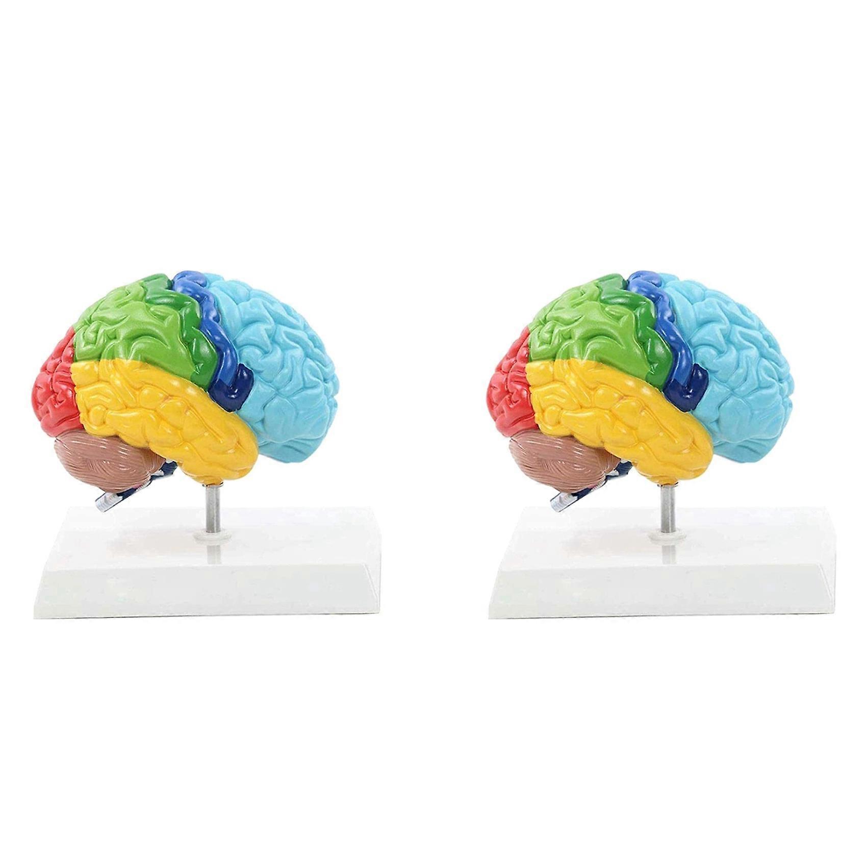 2X Right Hemisphere of Brain Human Body Model Education Brain Model 1:1 for Student Teaching Study Assembling Model