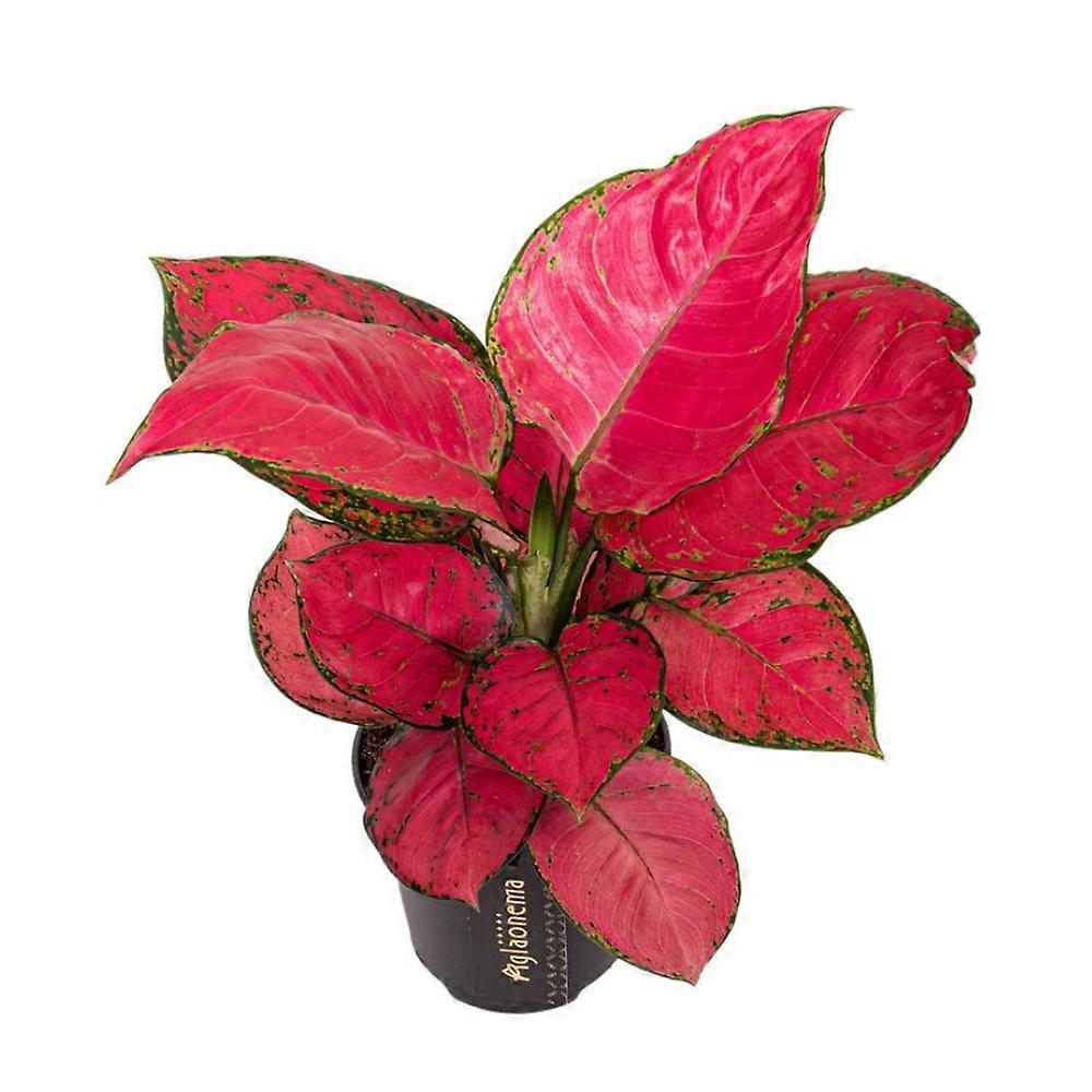 Aglaonema 'Red Joy' D12