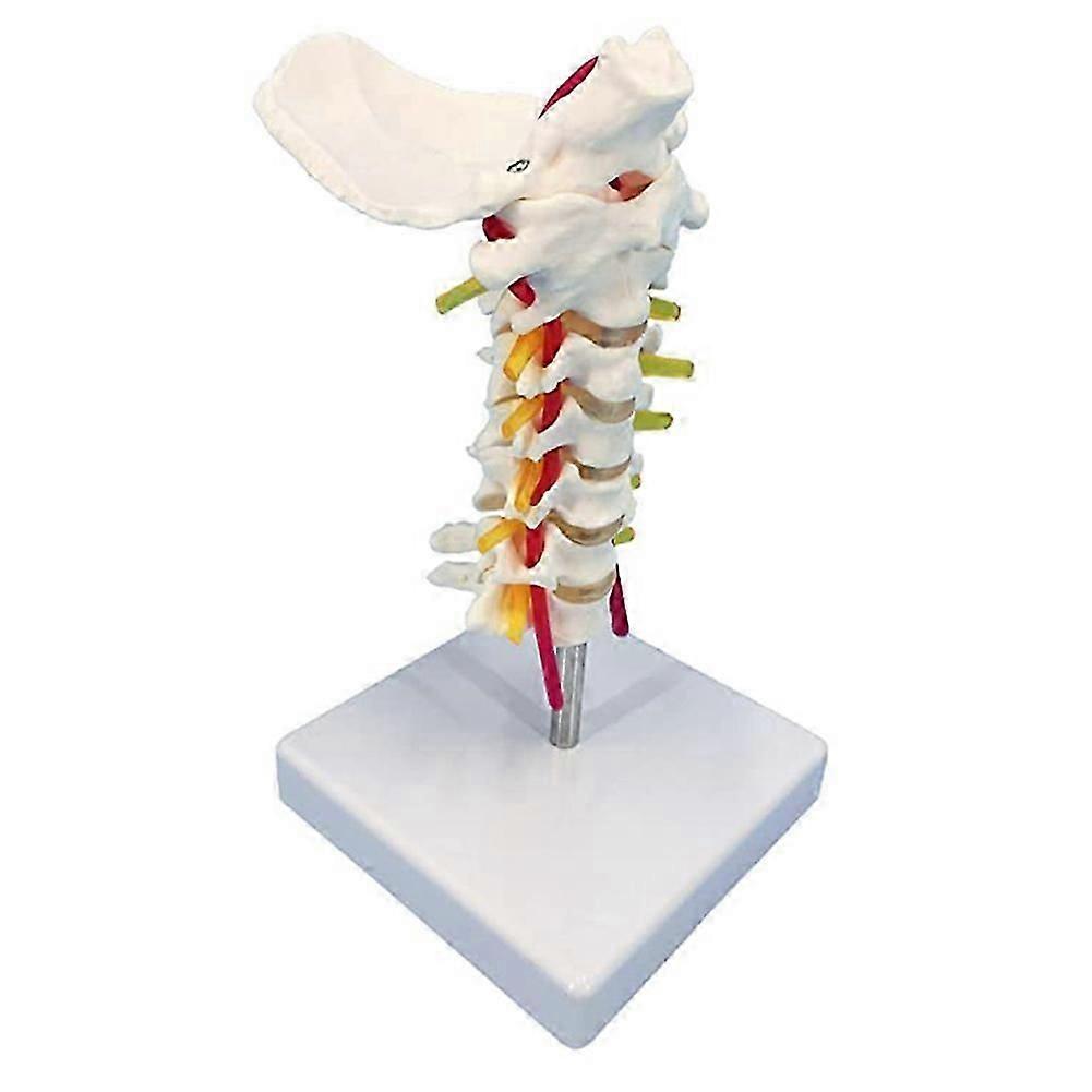 Cervical Spine Model with Nerves, Life Size Cervical Vertebral Spine Spinal Nerves Anatomical Model with Stand