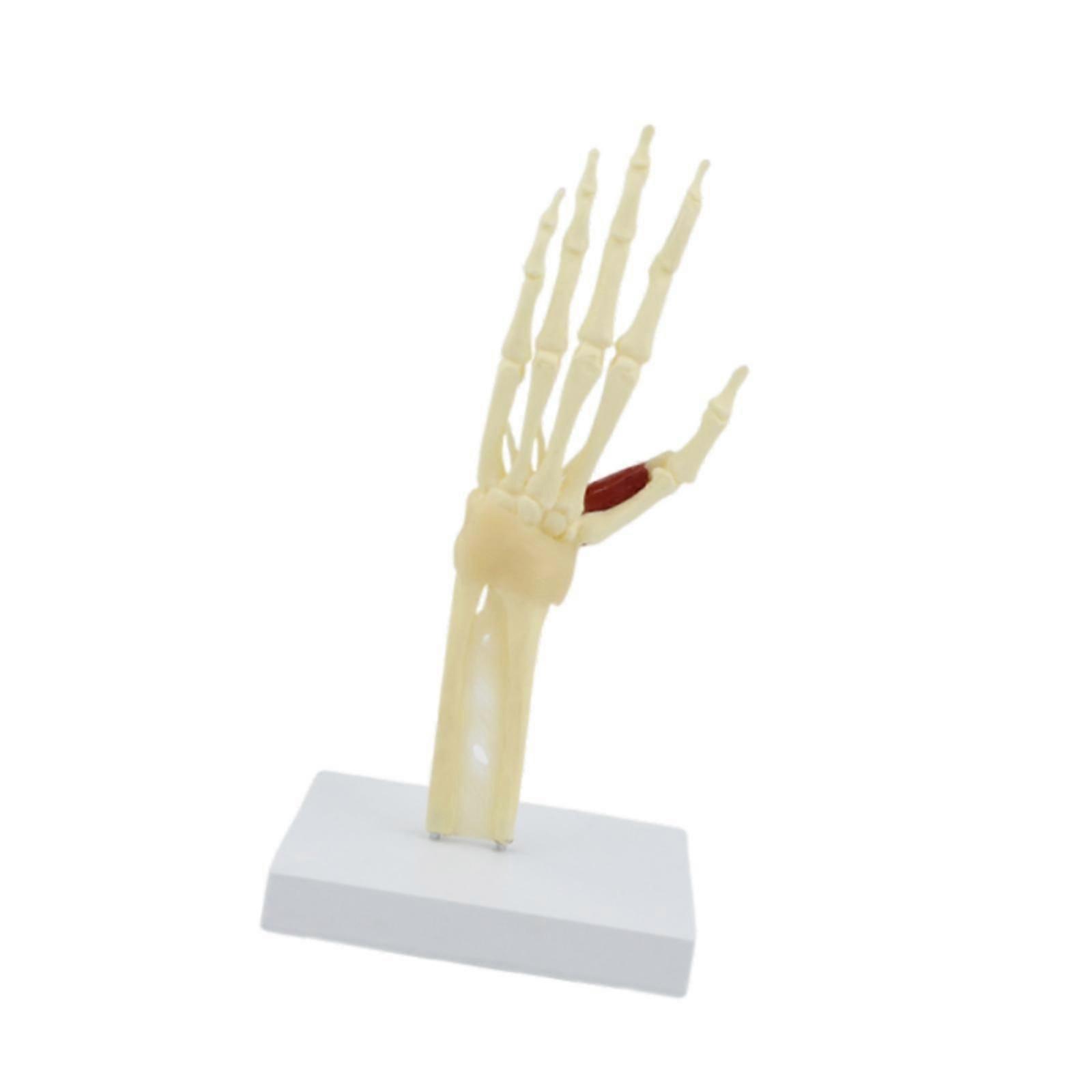 Kids Teaching Hand Skeleton Demonstration Model Teaching Aid for School Kids