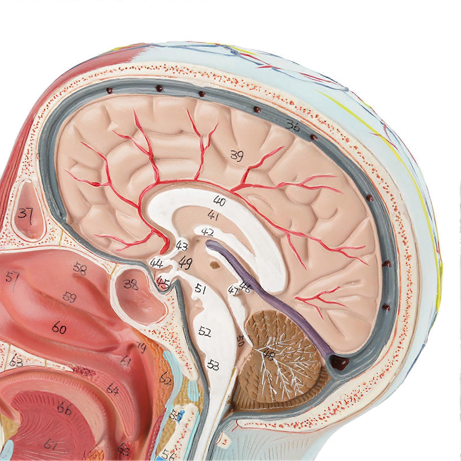 Life-size medical anatomical study model of the head, brain and neck in median section