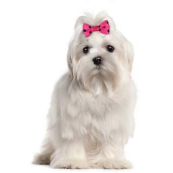 Pet Hair Rope Bowknot Hair Tie for Dog Decor 40Pcs Assorted Color