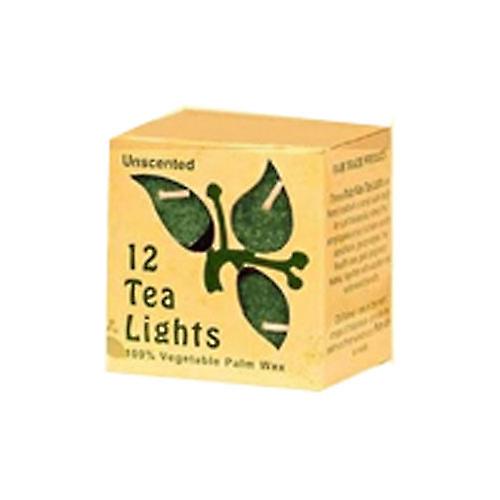 Aloha Bay Candle Unscented Tea Lights With Glass, Green 12/0.7 oz (Pack of 1)