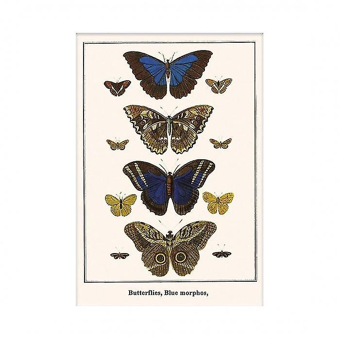 Albertus Seba Morphos Butterflies Print