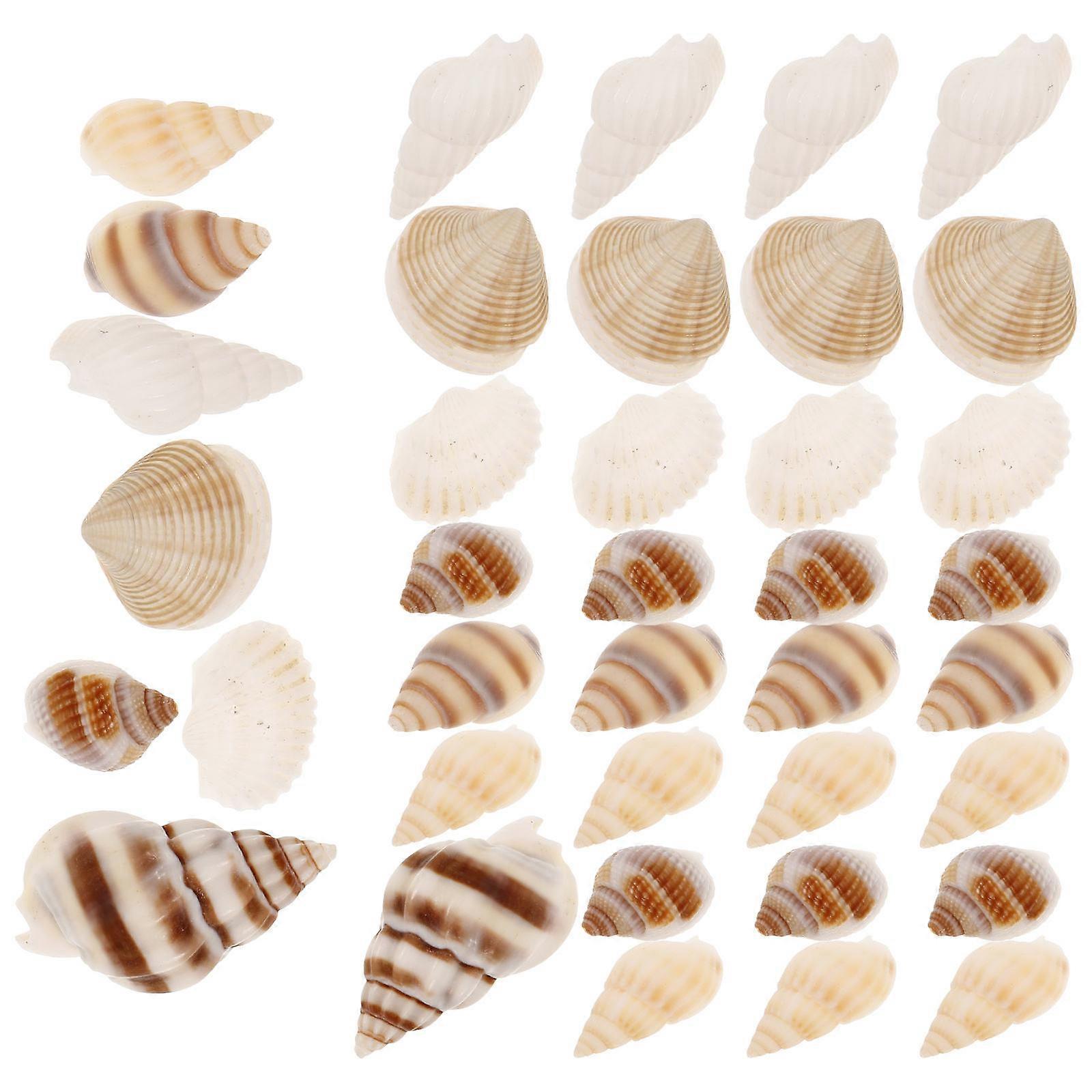 Multi Colored Mini Seashells for Crafts Ideal for Decoration Unique Natural Shells for DIY Projects 1 Box