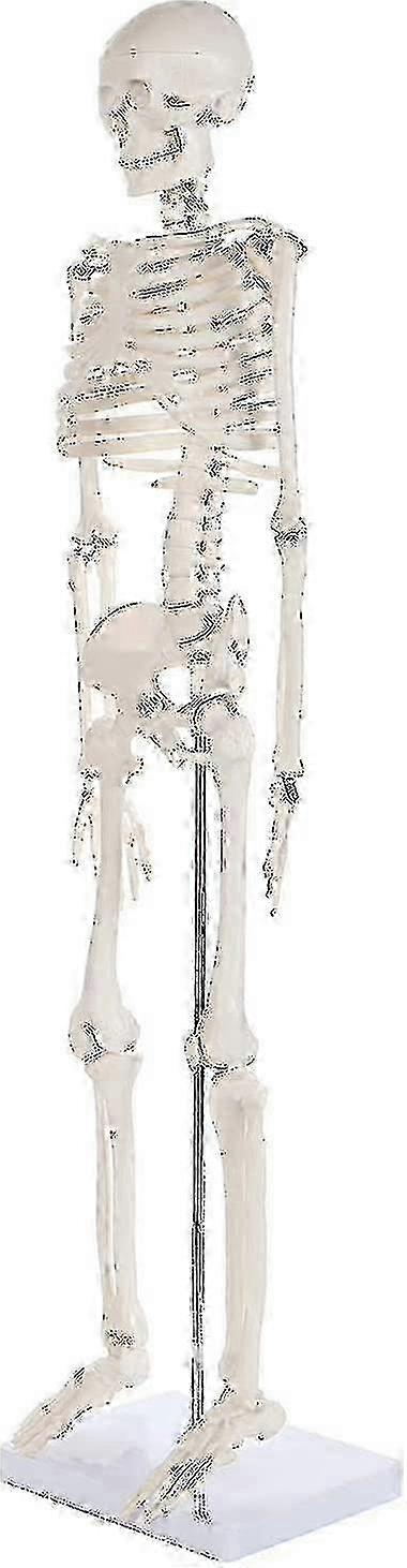 Anatomically Accurate Adult Skeleton Model for Education