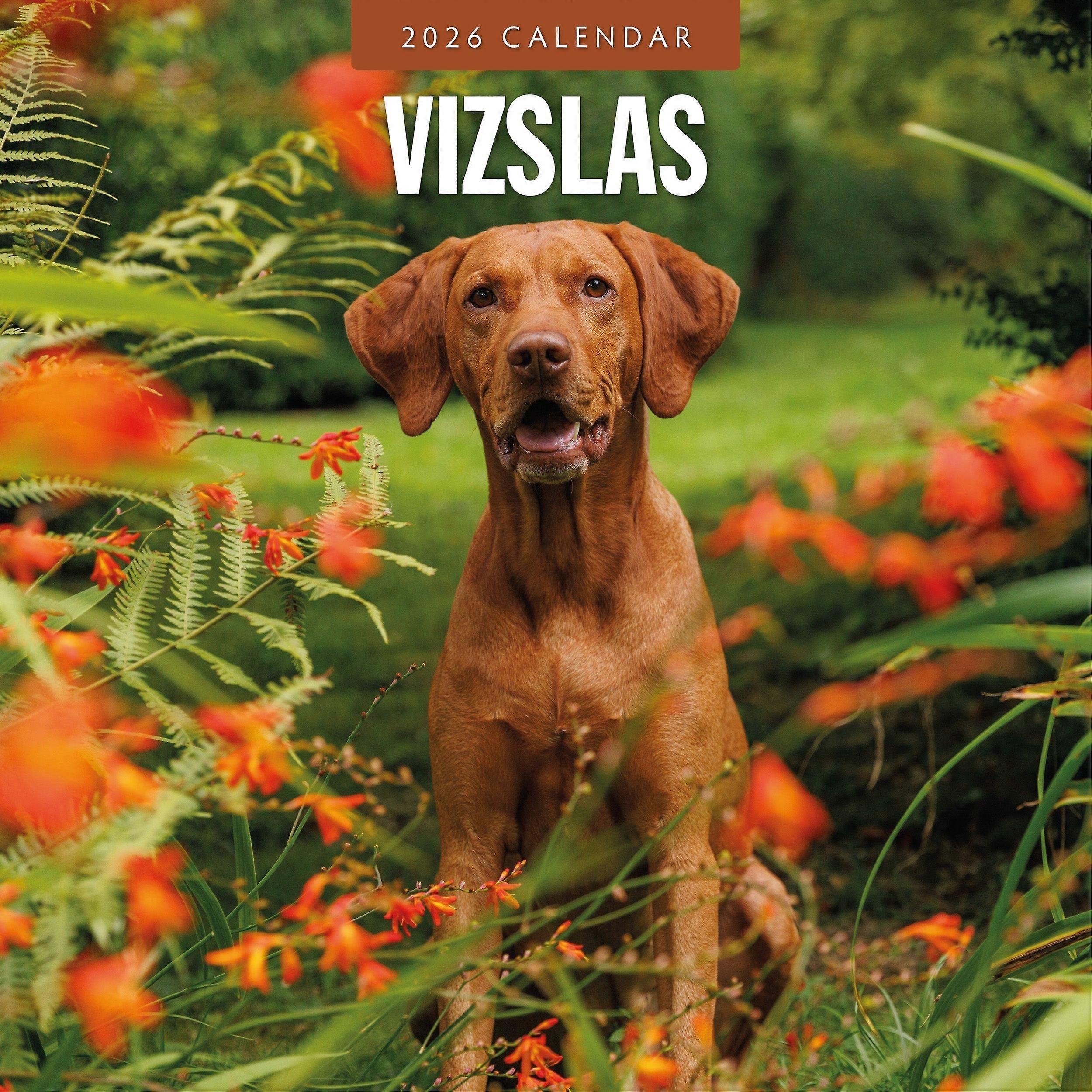 Red Robin Vizsla Calendar 2026