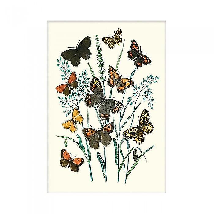 W. F. Kirby Butterflies Print