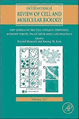 New Models of the Cell Nucleus: Crowding Entropic Forces Phase Separation and Fractals