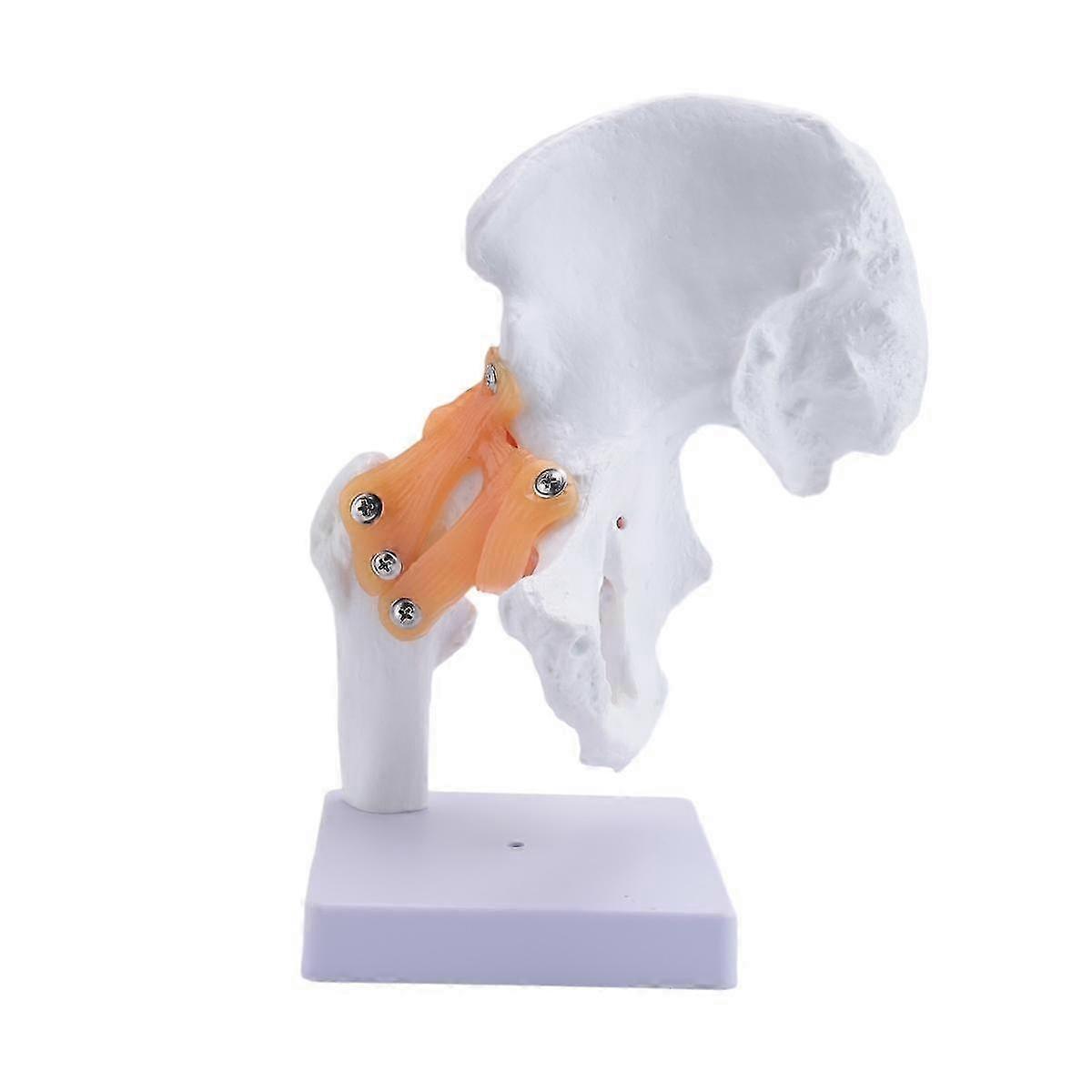 Life Size Anatomical Hip Joint Model Human Skeleton Anatomy Exercise Bone Orthopedic Pain Teaching