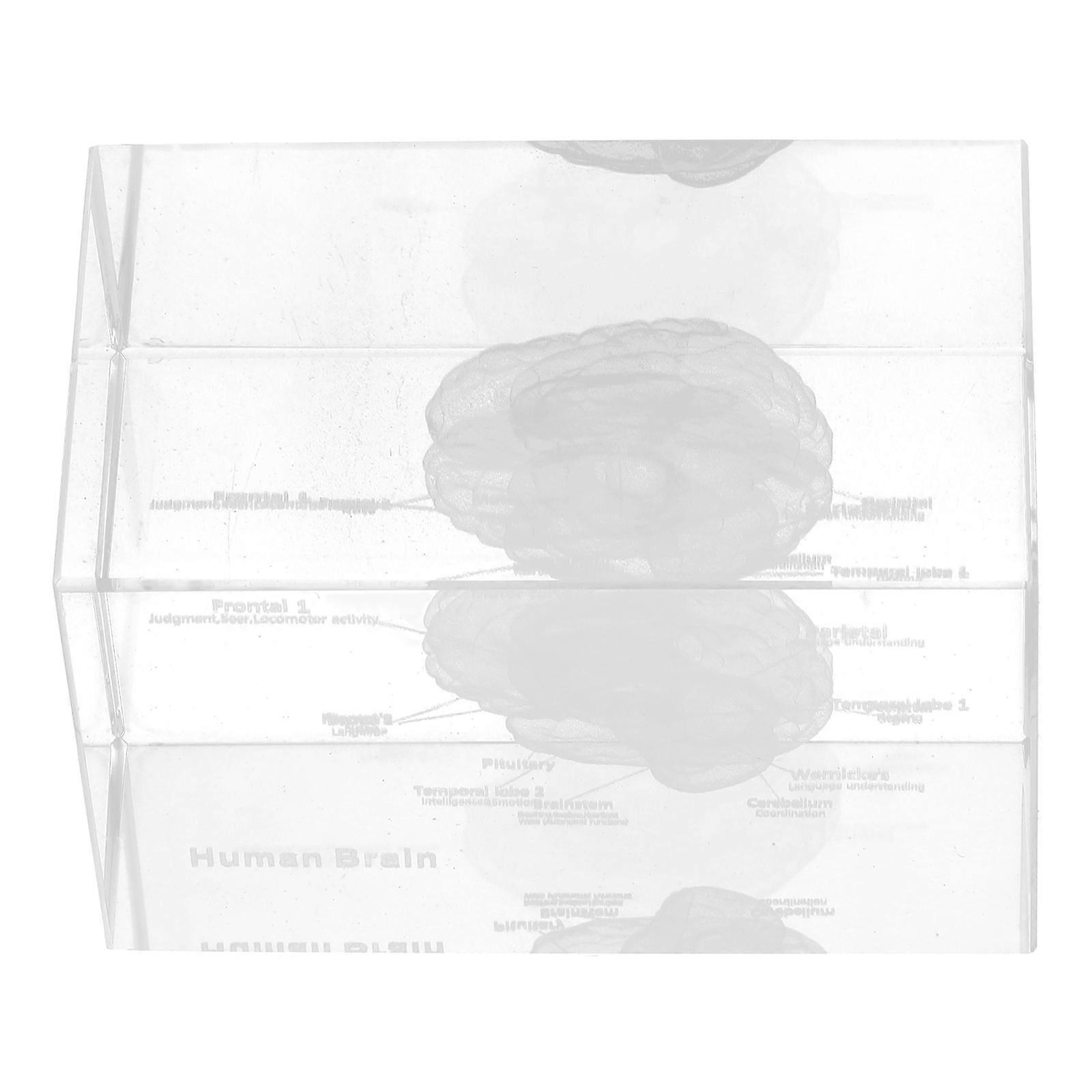 Crystal Human Brain Anatomical Model for Medical Teaching 3D Paperweight