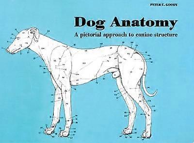 Dog Anatomy