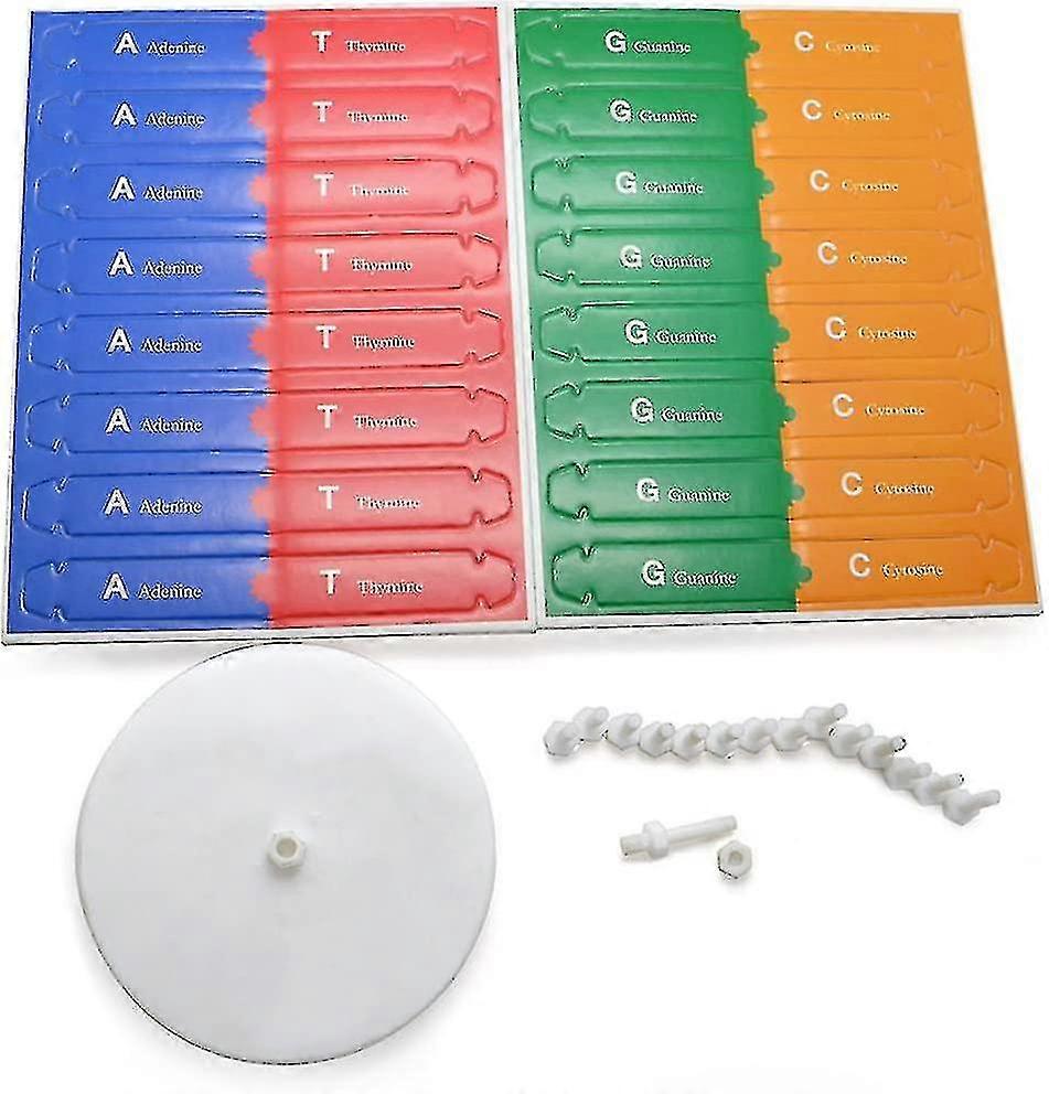 Dna Models Double Helix Model Components Science Educational Teaching Instrument Toy