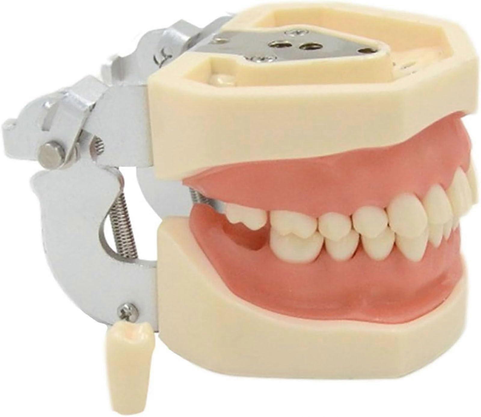 Dental Practice Model with 28 Removable Teeth, Soft Gum Simulation, Accurate Anatomy for Training
