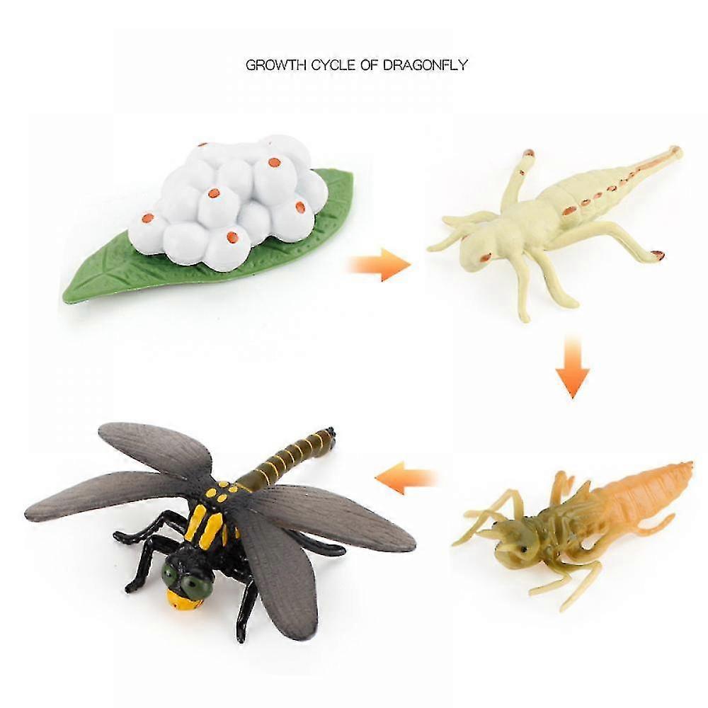 Animal Growth Cycle Biological Model Toy Decoration, Growth Stage Lifelike Dragonfly Life Cycle Model Set For Kids Education Insect Themed Party Favor