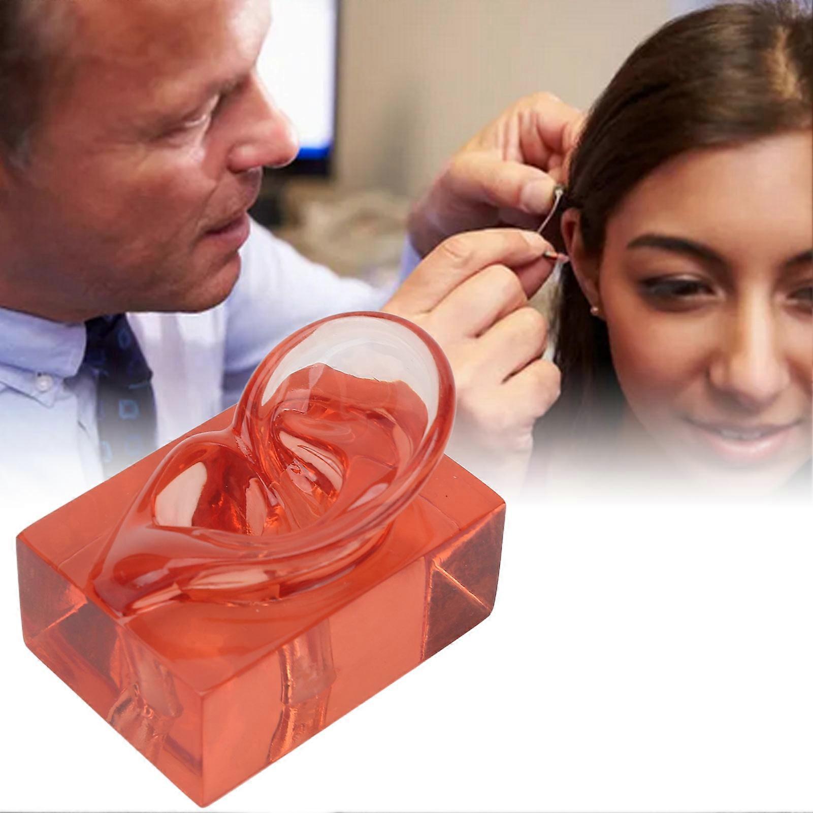 Right Ear Model Transparent Red Acrylic Sturdy Waterproof High Simulation Ear Display Model 