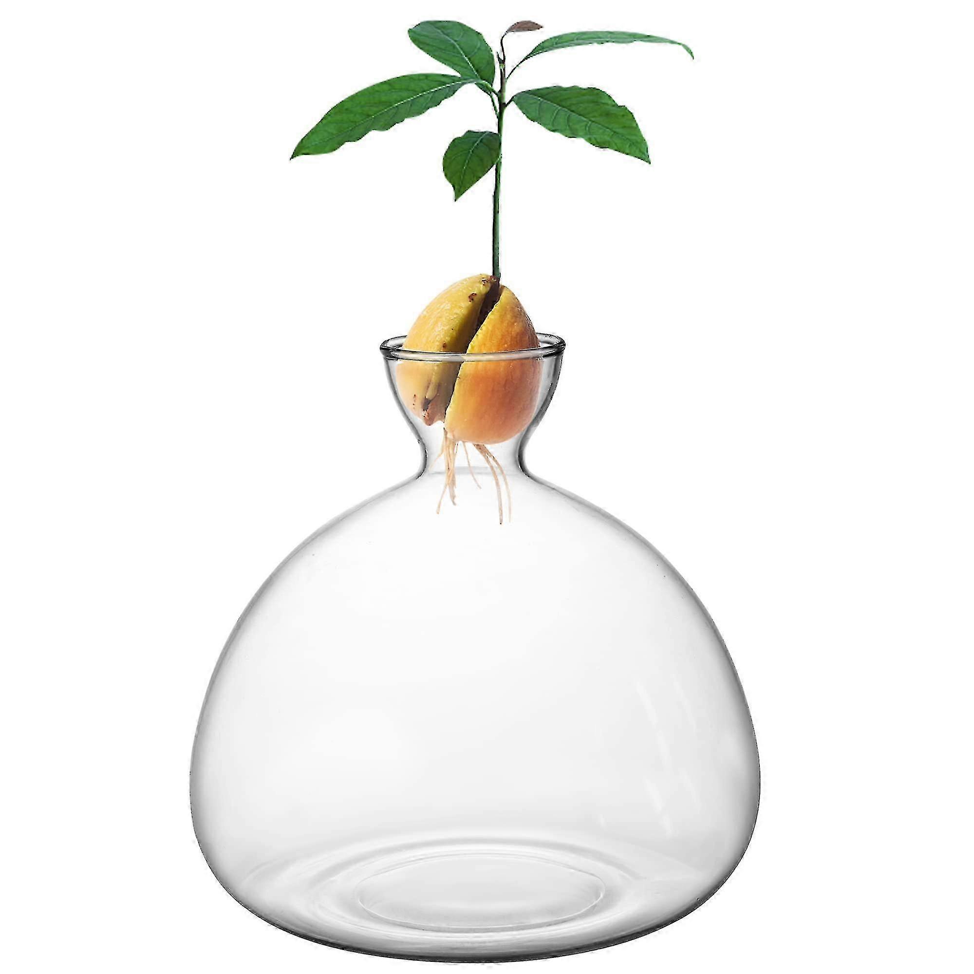 Avocado Planting Kit for Indoor Gardening - Complete 1 Set with Seeds & Potting Soil