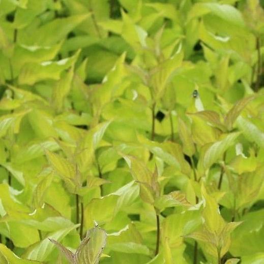 Cornus Aurea. Cornejo dorado.