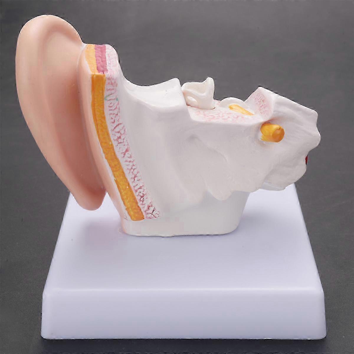 1.5X Human Ear Anatomy Model Detachable Middle & External Ear Structure Teaching Aid