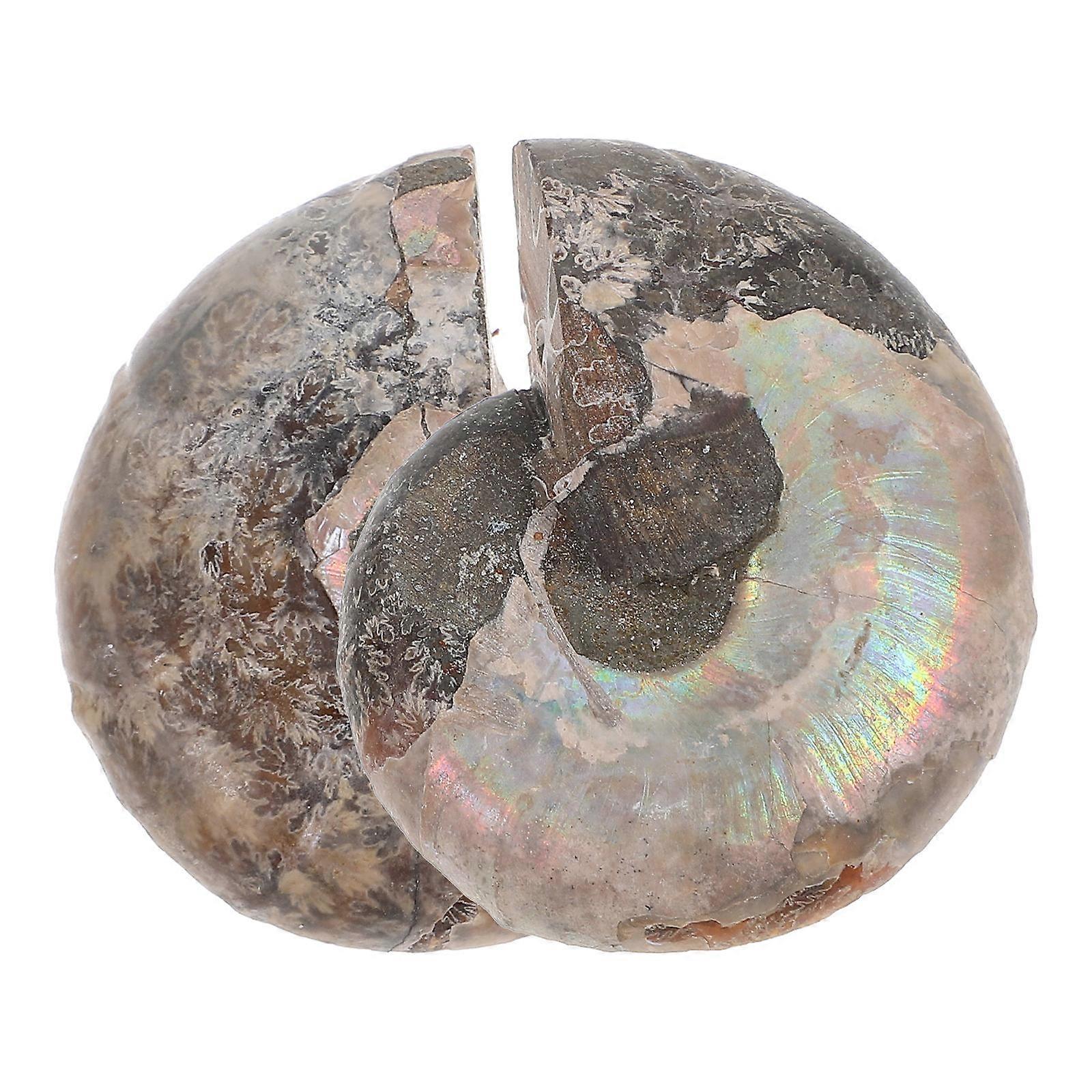 Ammonite Model Slice Adornment 3-4 Centimeters Round Natural 2Pcs