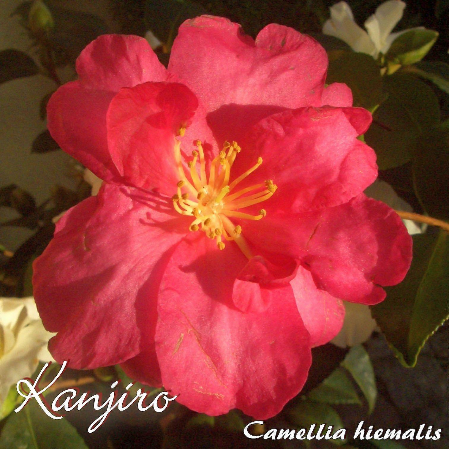 Kamélie "Kanjiro" - Kamélie hiemalis - 3letá rostlina (195)