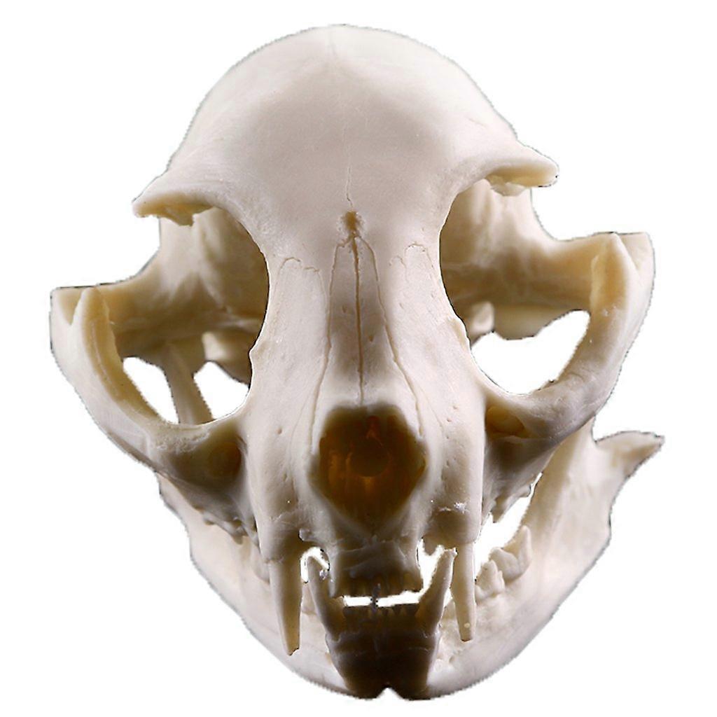 Artificial realistic resin skull, replica of the teaching skull skeleton model Aquarium 2, white, cat skull