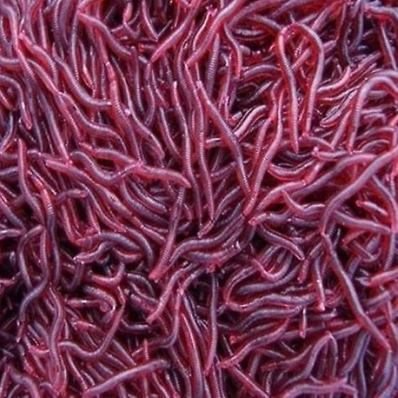 50 Stück künstlicher Regenwurm roter Wurm köder Karpfenköder Köder weiches Angeln Köder Tackle