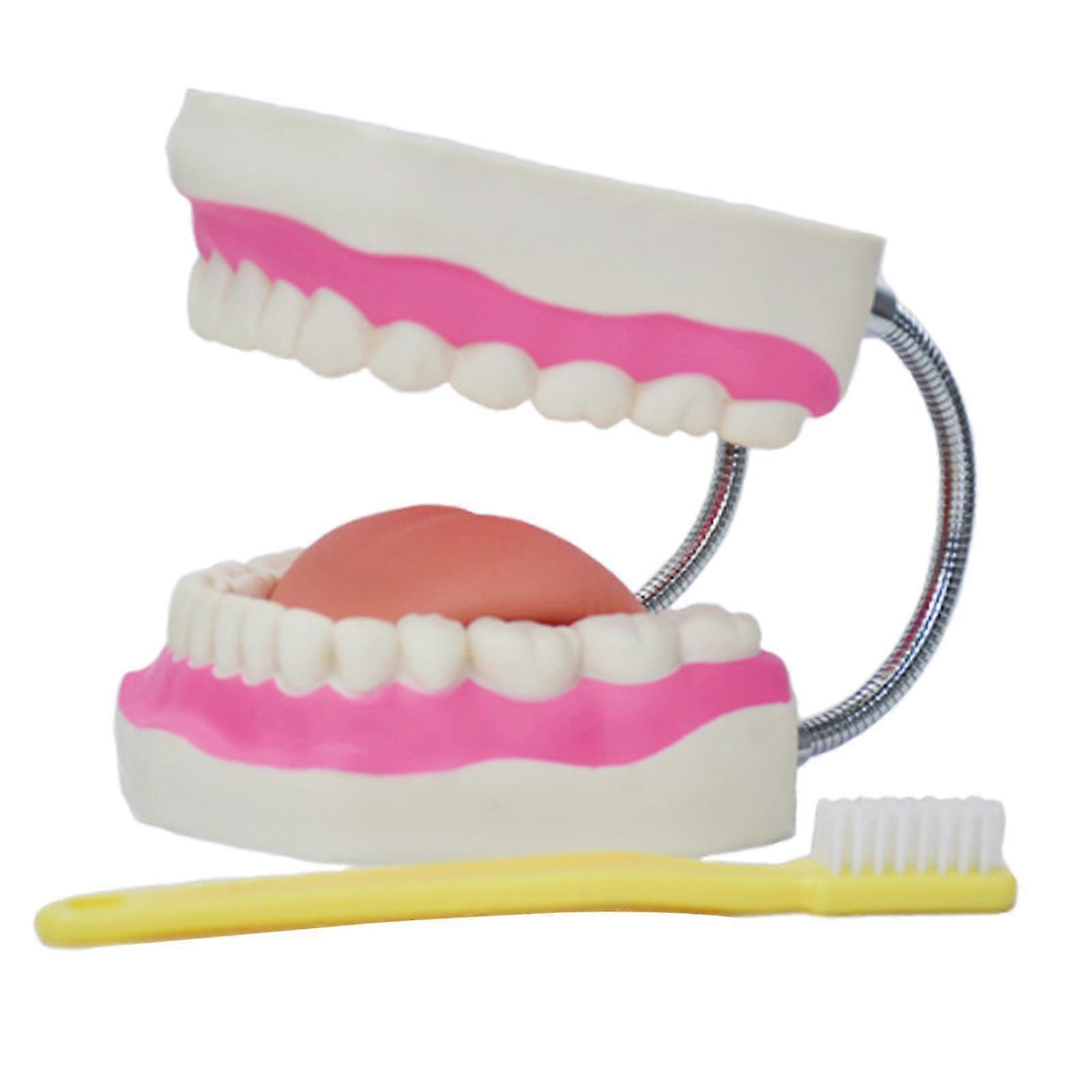 Dental Teeth Model Enlarged 6 Times Standard Size Mouth Model for Displaying