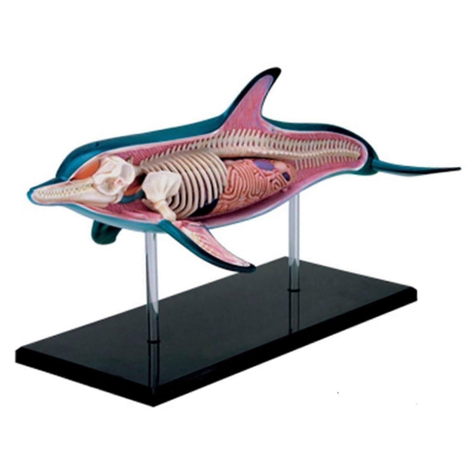 4D Dolphin Anatomy Model with 36 Detachable Parts for Interactive Educational Learning