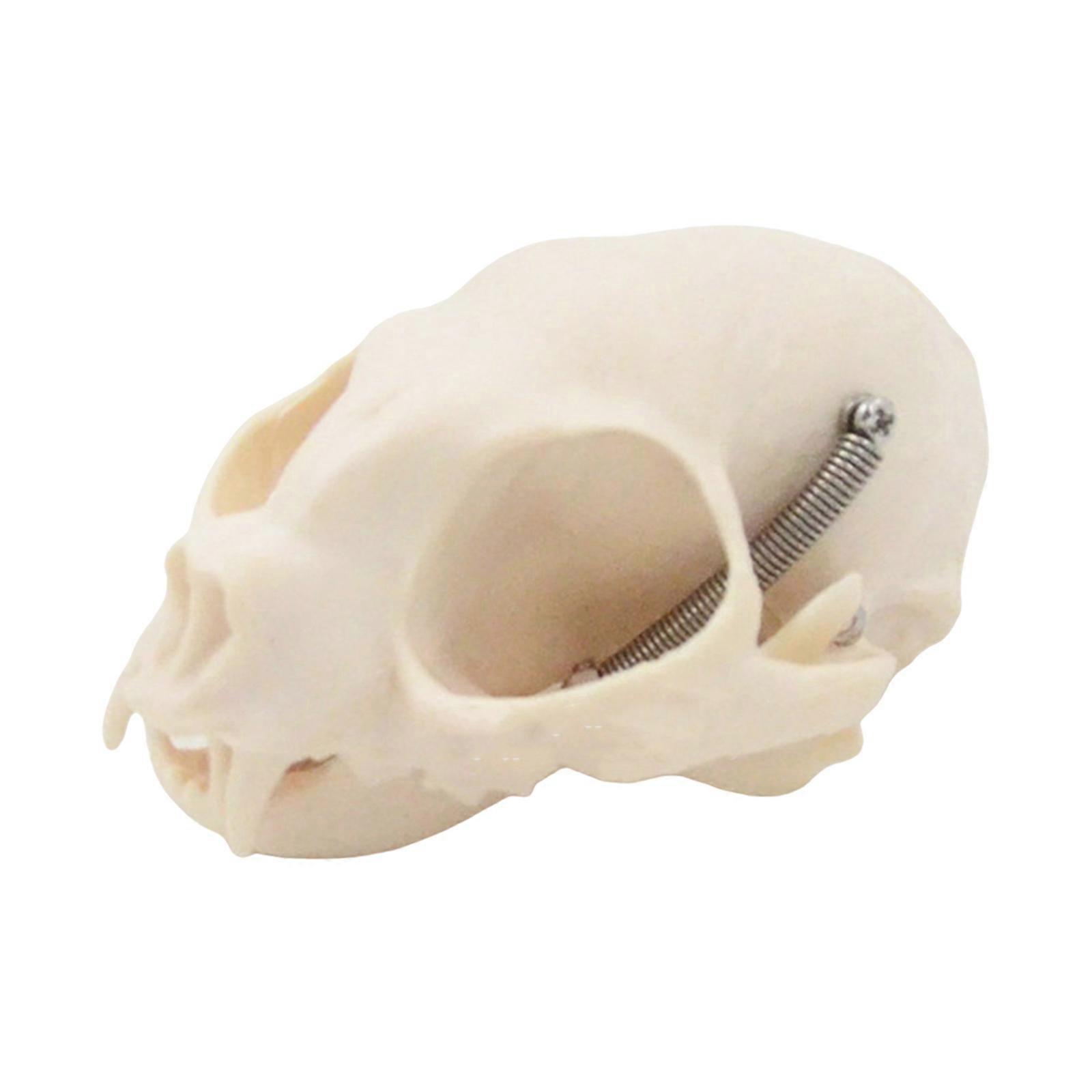 Realistic Cats Head Skeleton Model Realistic Cats Skull Model Flexible Parts Felidae Head Bone for Veterinary Training