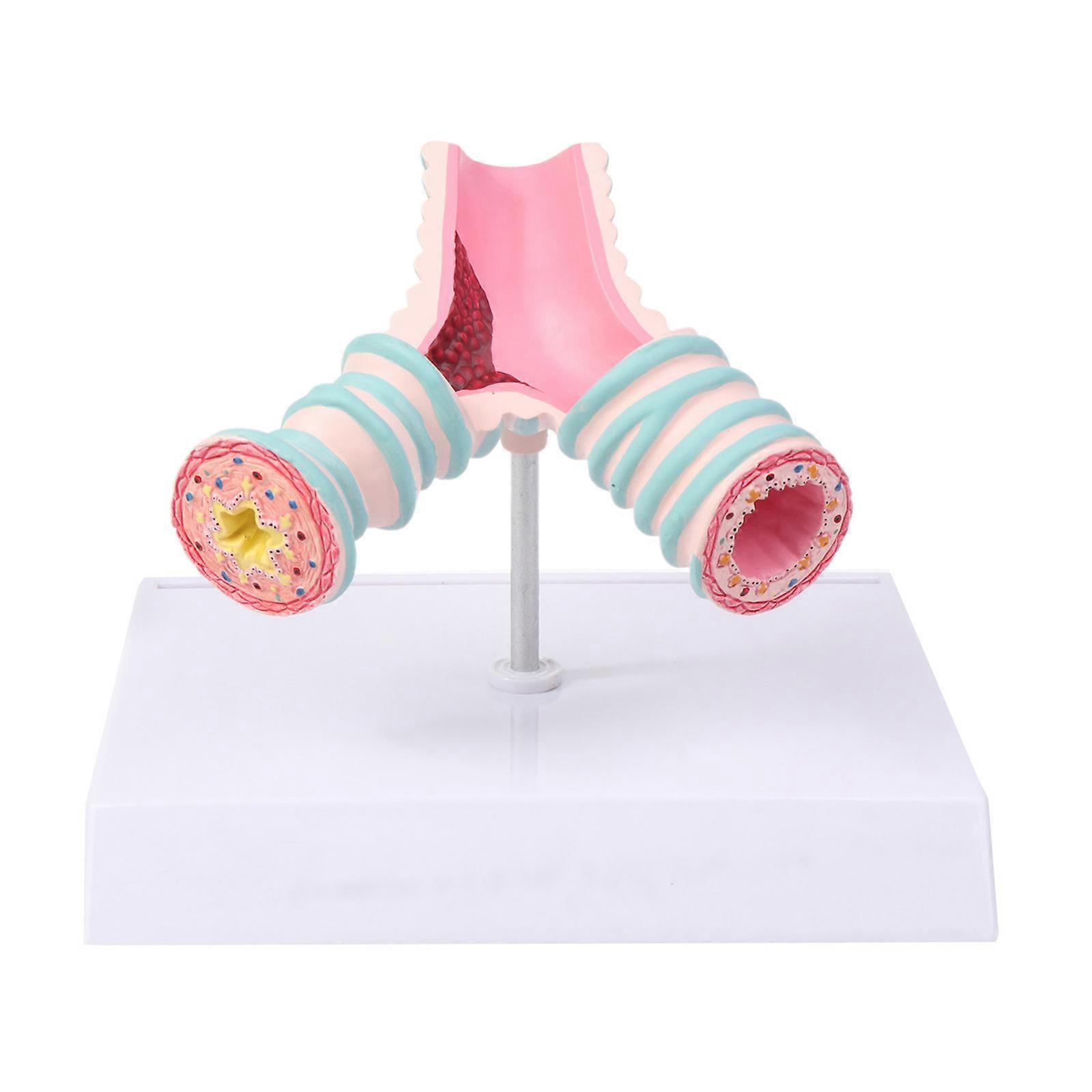 Realistic Bronchus Anatomical Model with Display Holder Human Anatomy Model for Hospital Educational Lectures Lab Use