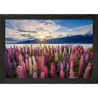 Lupinenfeld bei Sonnenuntergang – Puzzlespiel für Erwachsene und Kinder H0172