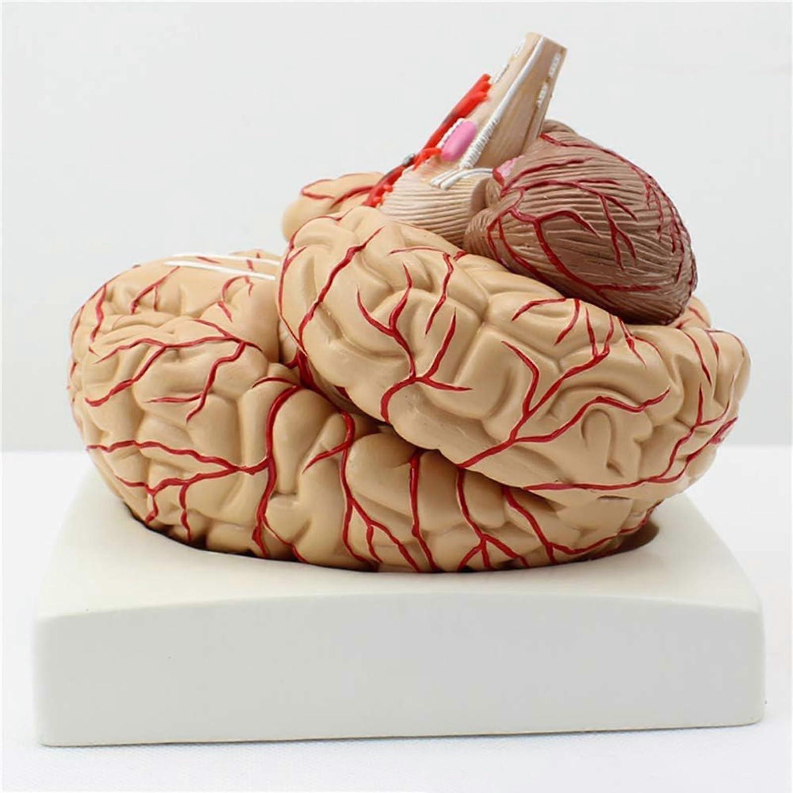 Model of the Human Brain, Anatomically Accurate Brain Model, 9Part Anatomy of the Human Brain for Natural Science in the Classroom