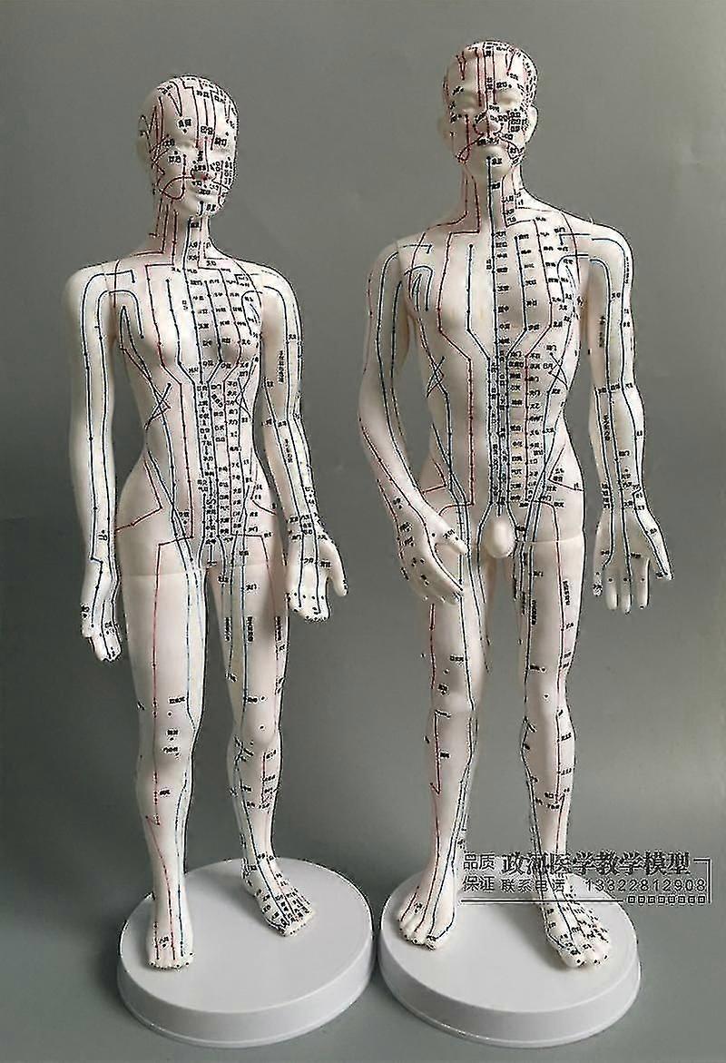 Human Ultra - نقاط الوخز بالإبر الواضحة نقاط الوخز بالإبر نموذج تدليك ميريديان 50 سم للرجال