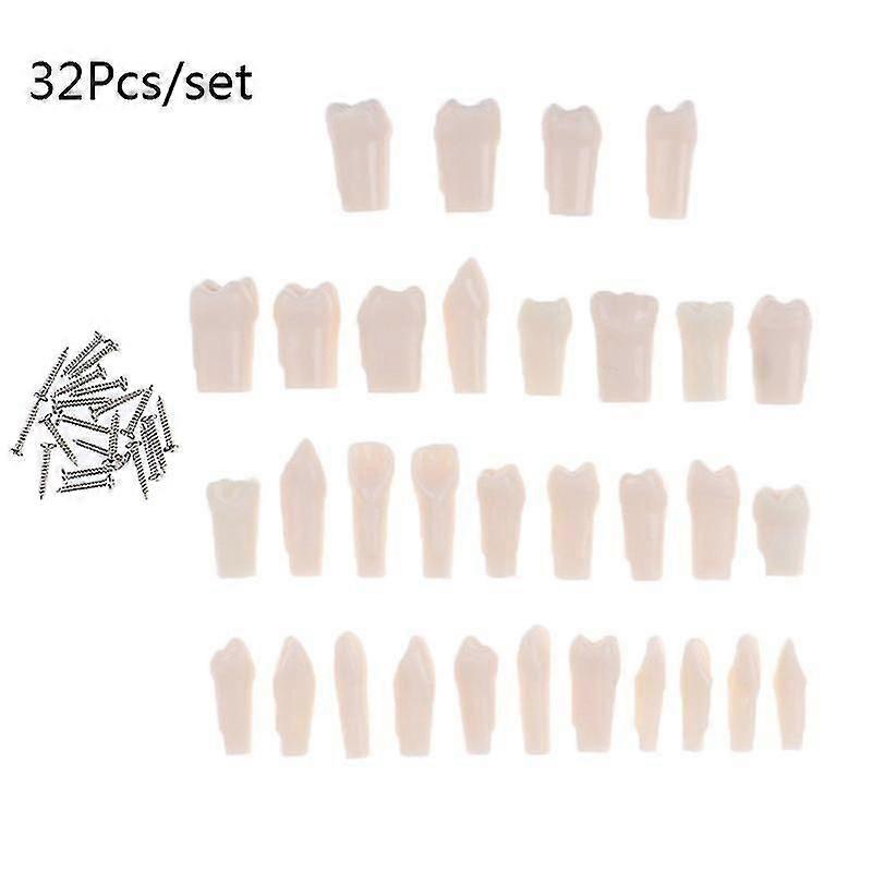 32pcs/set Dental Typodont Resin Simulation Tooth Model Dentistry Teaching Tools