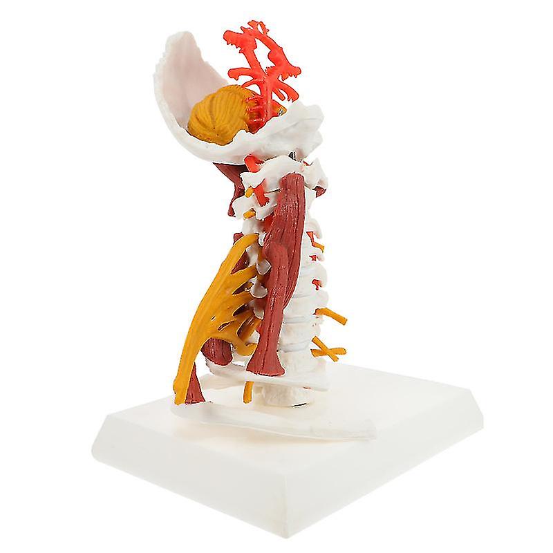 1pcs Anatomical Cervical Spine Model