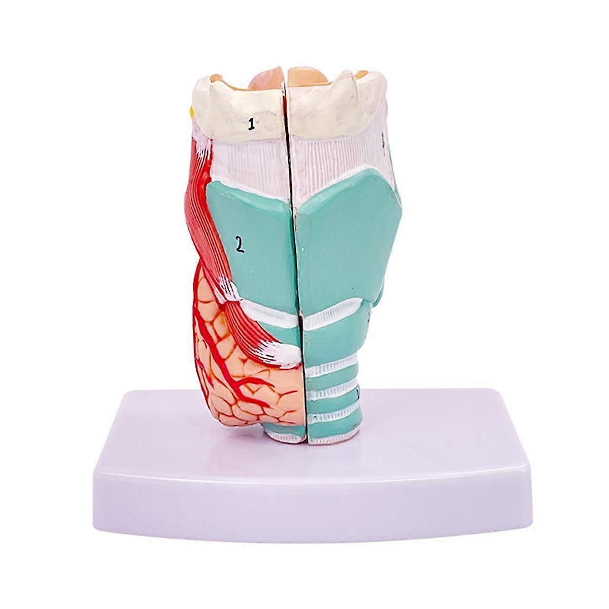 Human Throat Model, Anatomically Accurate Throat Model, Anatomy Classroom Learning Display Teaching