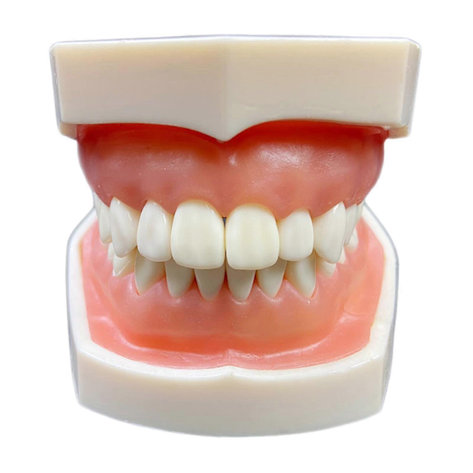 Tooth Model Educational Adults Multifunctinal Dental Teaching Brushing Model