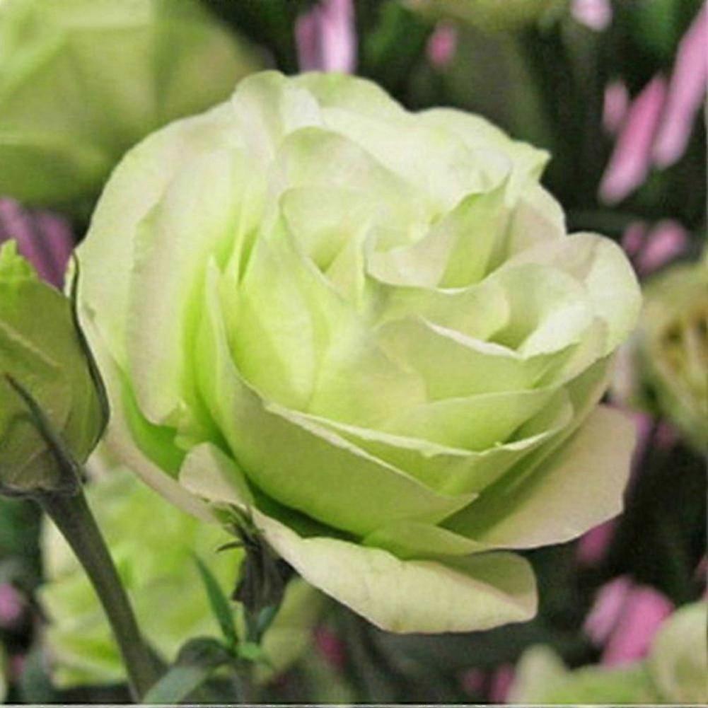 2025 50 יחידות גן מרפסת צמח Eustoma פרח Lisianthus זרעי בית צמח קישוט