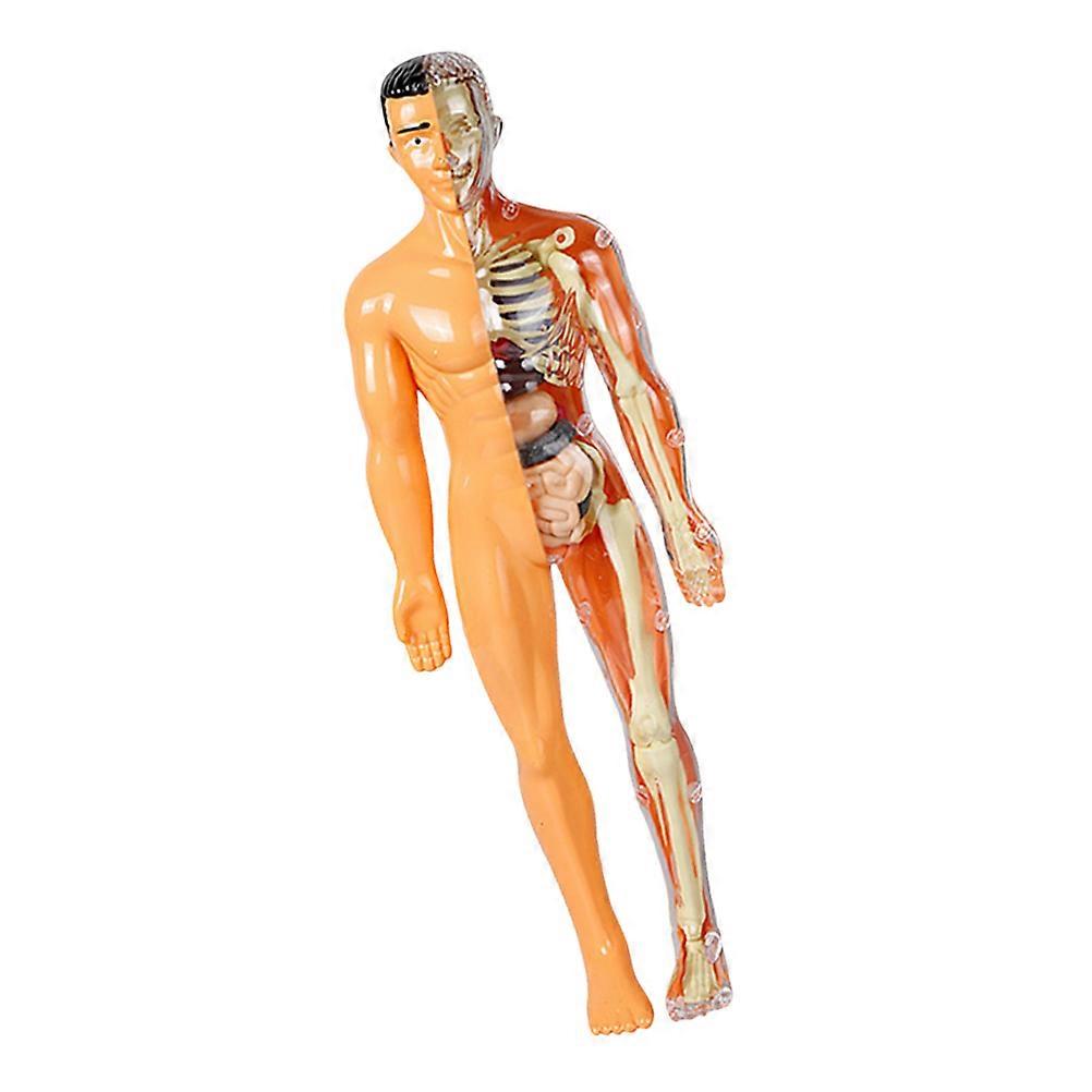 Realistic Body Structure Model For Children Self-Assembly Science Experiments Kit In 1 Set