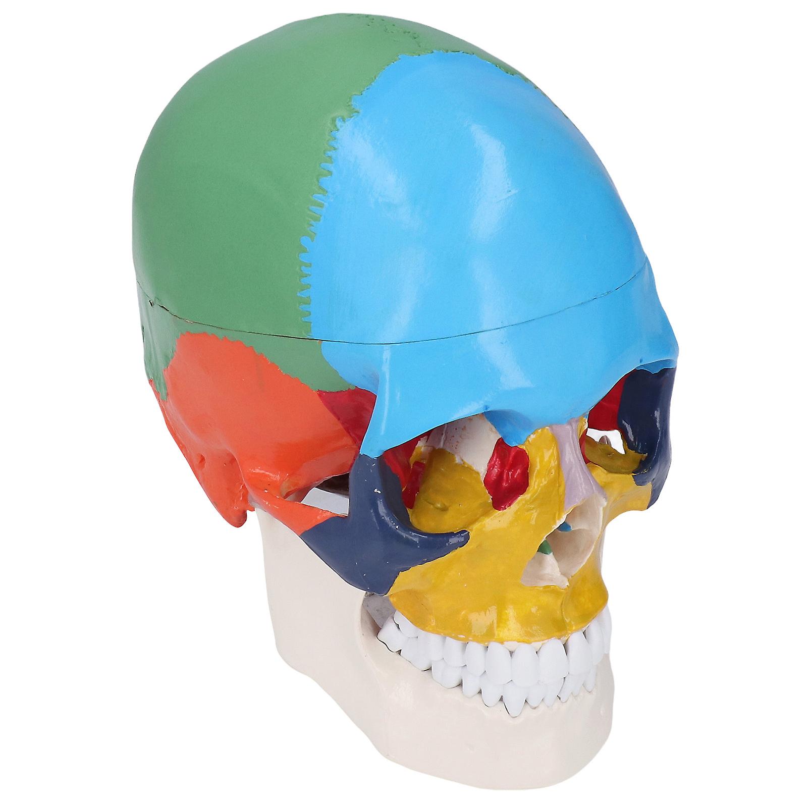 Skull Model Life Size 3 Part Colored Detachable Human Skull Anatomical Model with Color Chart for Teaching and Learning 