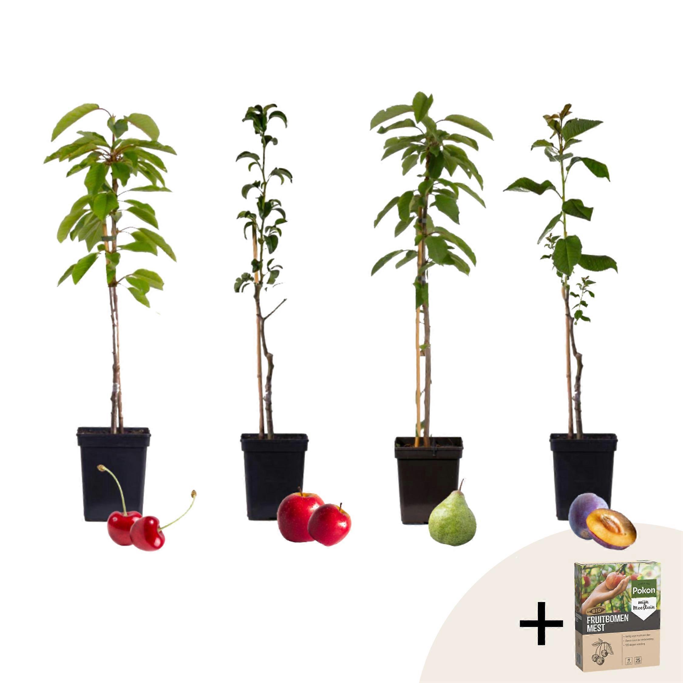 Gyümölcsfa keverék - 4 db. - Malus, Pryus, Prunus - Magasság 60-70cm - ⌀9cm