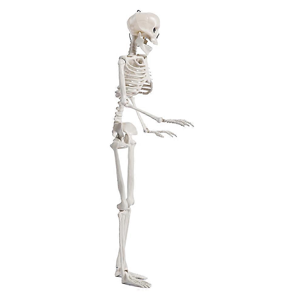 Halloween Skeleton Model Realistic Jointed Decoration for Parties Tabletop Creepy Decor with Flexible Joints for Horror Atmosphere