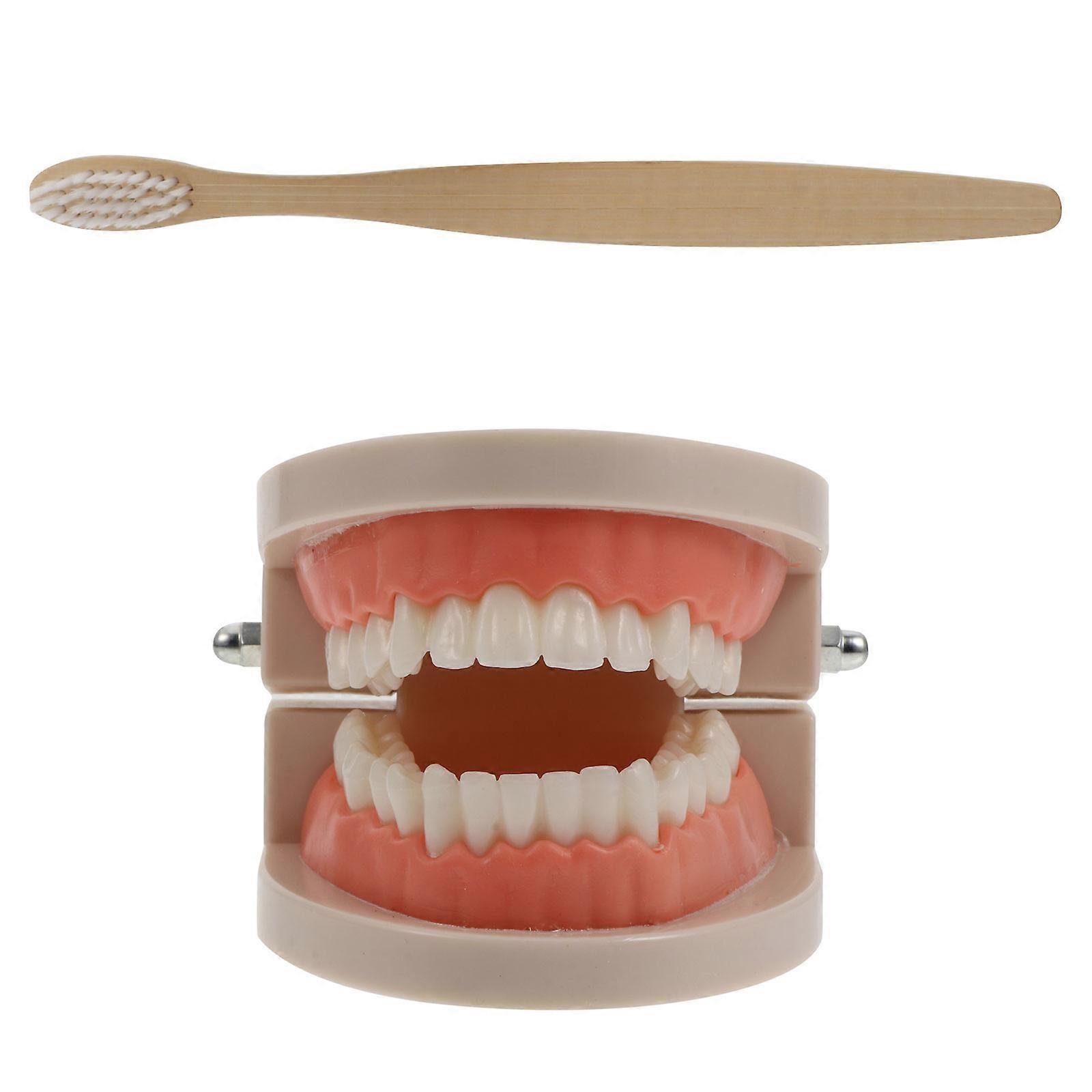 Cognitive Denture Model For Children Teaching Study Assorted Color 1 Set