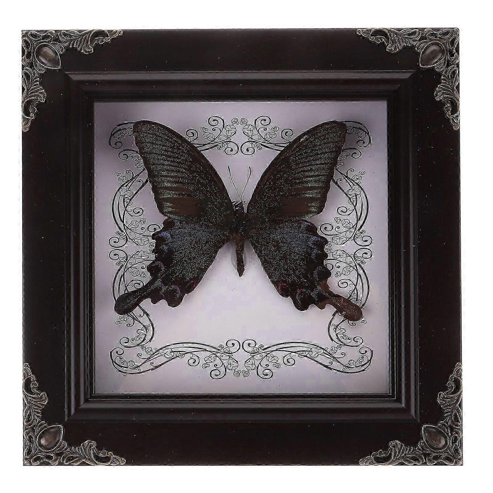 Butterfly Display Frame Butterfly Specimen Framed Butterfly Collection Display